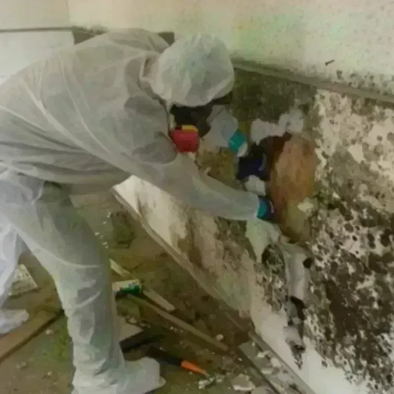 Mold Remediation and Removal in Grass Lake, MI